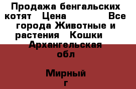 Продажа бенгальских котят › Цена ­ 20 000 - Все города Животные и растения » Кошки   . Архангельская обл.,Мирный г.